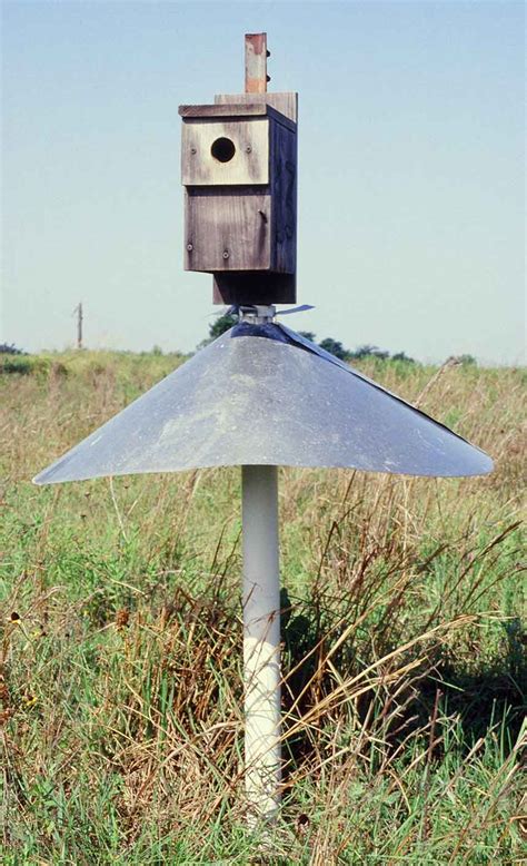 metal protectors for bird boxes|predator protection for bluebirds.